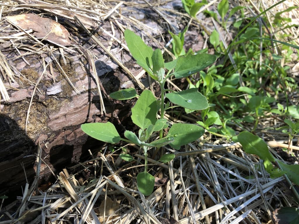 Young wild spinach seedlings demonstrating key traits early in development.